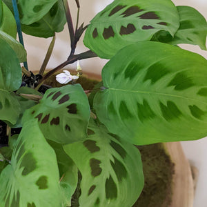 Maranta leuconeura Kerchoveana Prayer Plant - 100mm