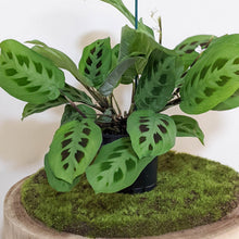 Load image into Gallery viewer, Maranta leuconeura Kerchoveana Prayer Plant - 100mm
