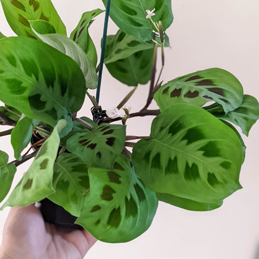 Maranta leuconeura Kerchoveana Prayer Plant - 100mm