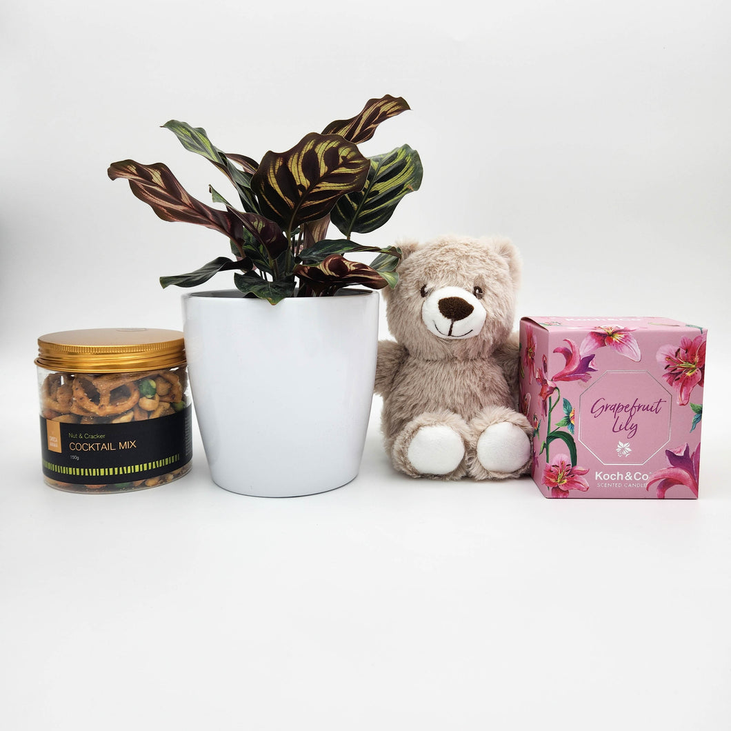 Memorial Gift Hamper with Assorted Houseplant - Sydney Only