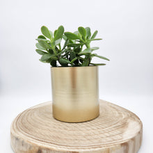 Load image into Gallery viewer, Money Tree / Jade Plant in Brass Gold Metal Pot - Sydney Only

