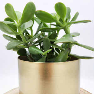 Money Tree / Jade Plant in Brass Gold Metal Pot - Sydney Only
