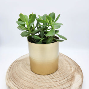 Money Tree / Jade Plant in Brass Gold Metal Pot - Sydney Only