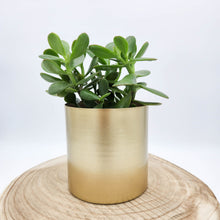 Load image into Gallery viewer, Money Tree / Jade Plant in Brass Gold Metal Pot - Sydney Only
