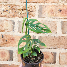 Load image into Gallery viewer, Monstera Adansonii - Swiss Cheese Vine - 100mm
