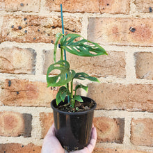 Load image into Gallery viewer, Monstera Adansonii - Swiss Cheese Vine - 100mm
