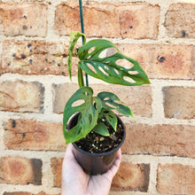Load image into Gallery viewer, Monstera Adansonii - Swiss Cheese Vine - 100mm
