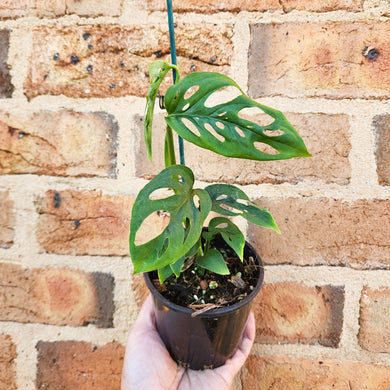 Monstera Adansonii - Swiss Cheese Vine - 100mm