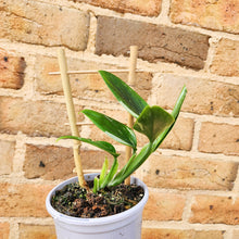 Load image into Gallery viewer, Monstera Standleyana - 105mm
