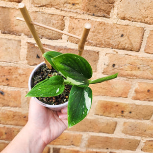 Monstera Standleyana - 105mm