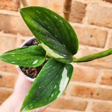 Load image into Gallery viewer, Monstera Standleyana - 105mm
