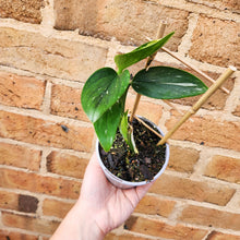 Load image into Gallery viewer, Monstera Standleyana - 105mm
