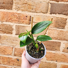 Load image into Gallery viewer, Monstera Standleyana - 105mm
