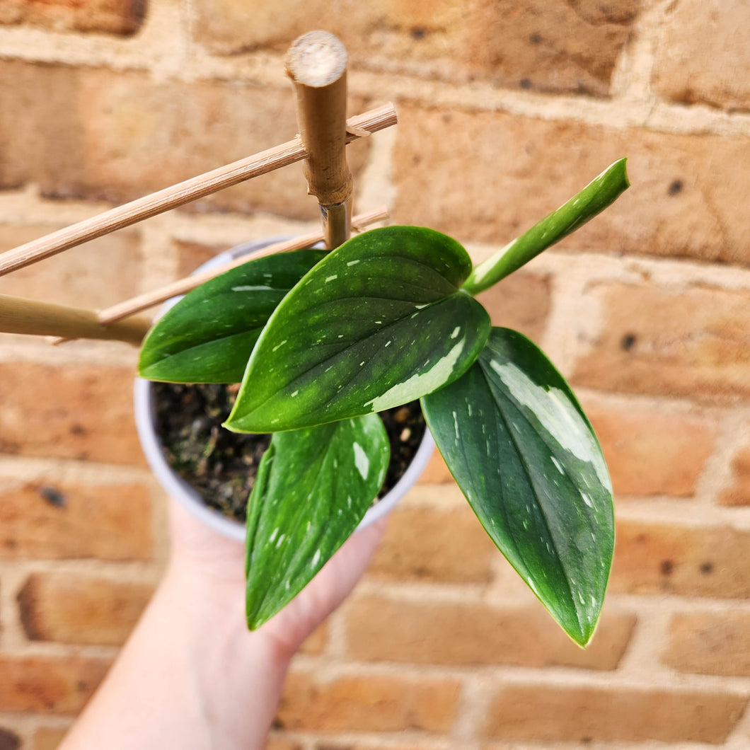 Monstera Standleyana - 105mm