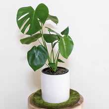 Load image into Gallery viewer, Monstera deliciosa - 180mm Ceramic Pot - Sydney Only

