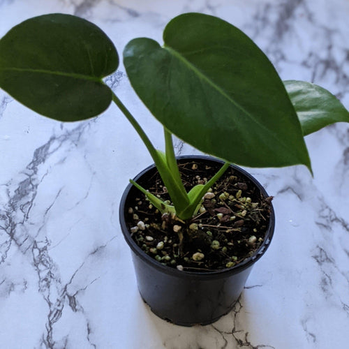 Monstera deliciosa Tauerii Dwarf - 100mm