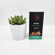 Load image into Gallery viewer, Pamper Me Gift - Succulent &amp; Chocolate - Sydney Only
