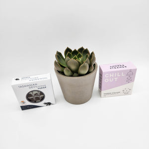 Peaceful Pamper Gift - Succulent Box