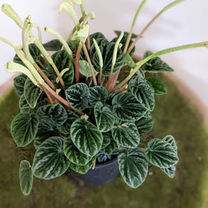 Peperomia Caperata Lilian - 100mm