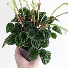 Load image into Gallery viewer, Peperomia Caperata Lilian - 100mm
