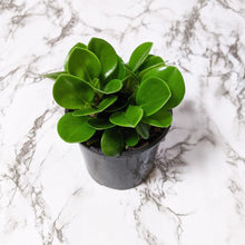 Load image into Gallery viewer, Peperomia Jade (Peperomia obtusifolia) - 105mm
