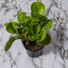 Load image into Gallery viewer, Peperomia Lemon Lime (Peperomia obtusifolia) - 105mm
