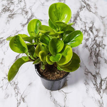 Load image into Gallery viewer, Peperomia Lemon Lime (Peperomia obtusifolia) - 105mm
