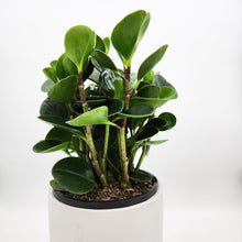 Load image into Gallery viewer, Peperomia Obtusifolia Jade - 180mm Ceramic Pot - Sydney Only
