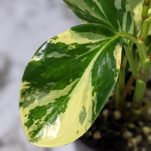 Load image into Gallery viewer, Peperomia Obtusifolia Marble - 105mm
