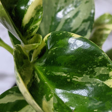 Load image into Gallery viewer, Peperomia Obtusifolia Marble - 105mm
