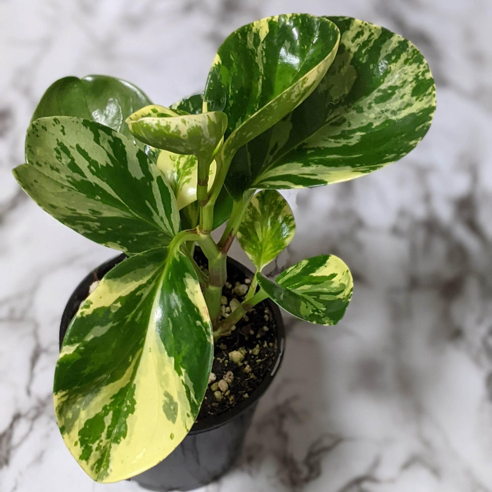 Peperomia Obtusifolia Marble - 105mm – Cheeky Plant Co.