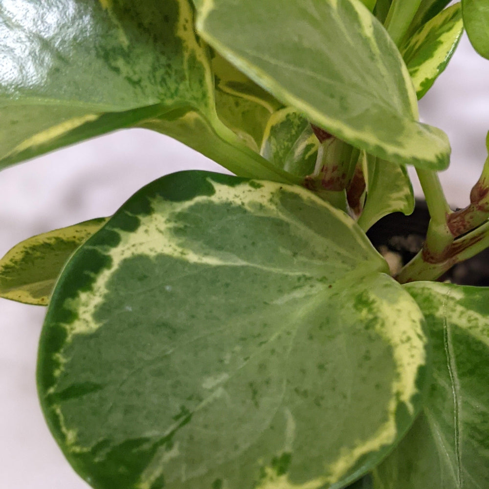 Peperomia Obtusifolia Speckled Marble - 105mm – Cheeky Plant Co.