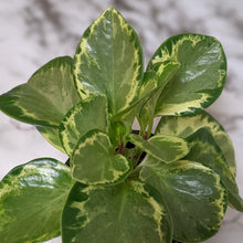 Load image into Gallery viewer, Peperomia Obtusifolia Speckled Marble - 105mm
