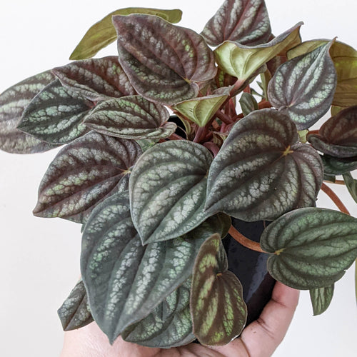Peperomia Peppermill - 100mm