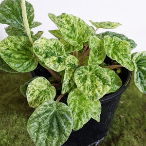 Peperomia Speckled Ripple - 100mm