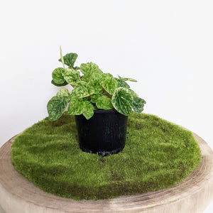 Peperomia Speckled Ripple - 100mm