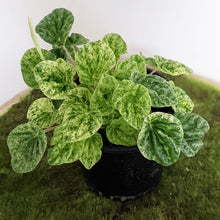 Load image into Gallery viewer, Peperomia Speckled Ripple - 100mm
