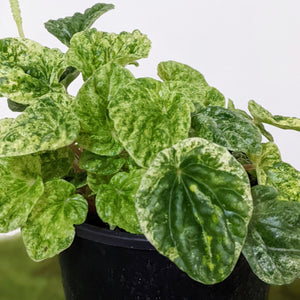 Peperomia Speckled Ripple - 100mm