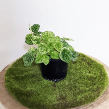 Load image into Gallery viewer, Peperomia Speckled Ripple - 100mm
