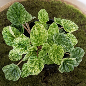 Peperomia Speckled Ripple - 100mm