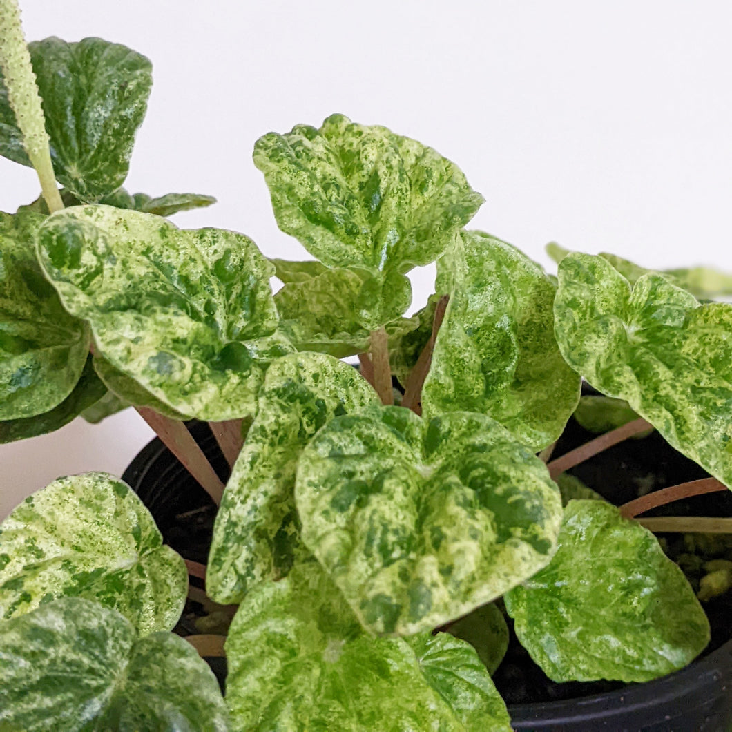 Peperomia Speckled Ripple - 100mm