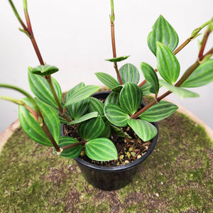 Peperomia Tetragona / Parallel Peperomia - 100mm