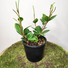 Load image into Gallery viewer, Peperomia Tetragona / Parallel Peperomia - 100mm
