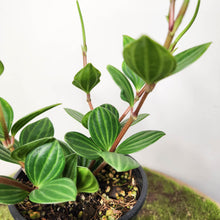 Load image into Gallery viewer, Peperomia Tetragona / Parallel Peperomia - 100mm
