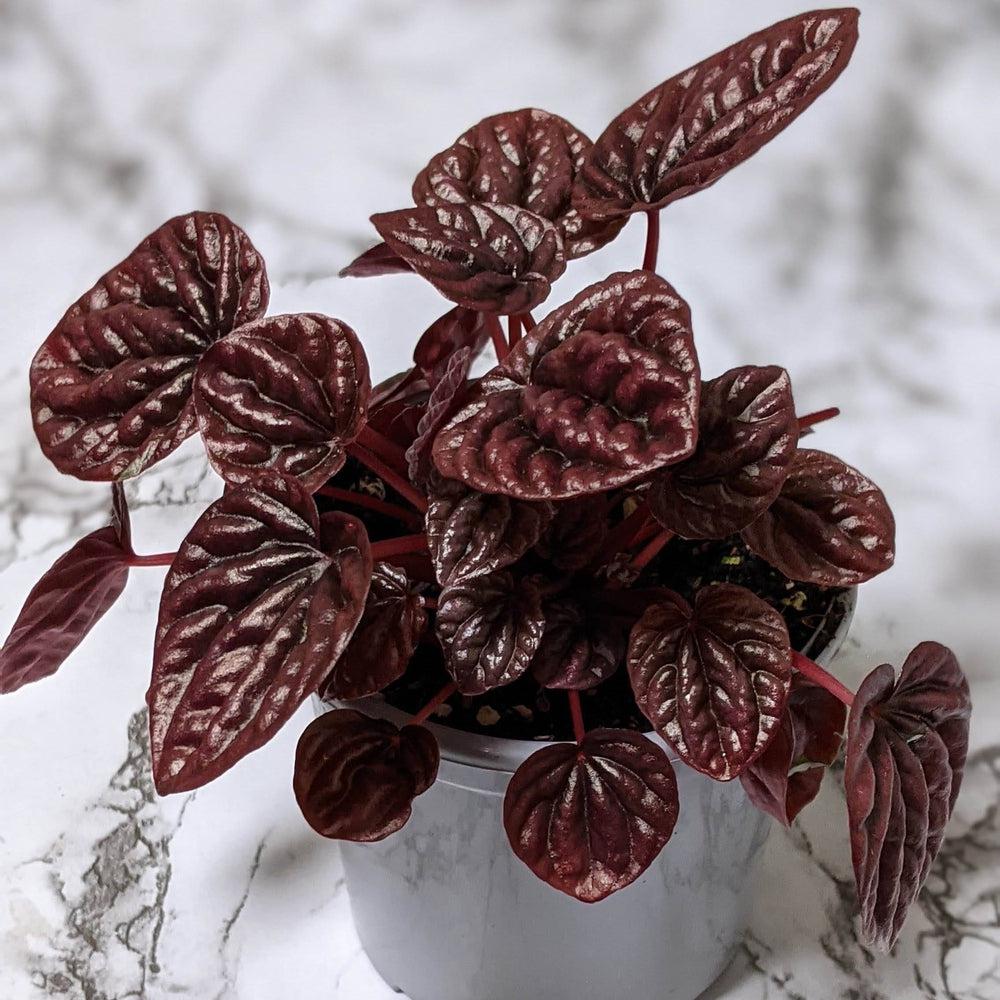 Peperomia caperata Ruby Ripple - 105mm – Cheeky Plant Co.