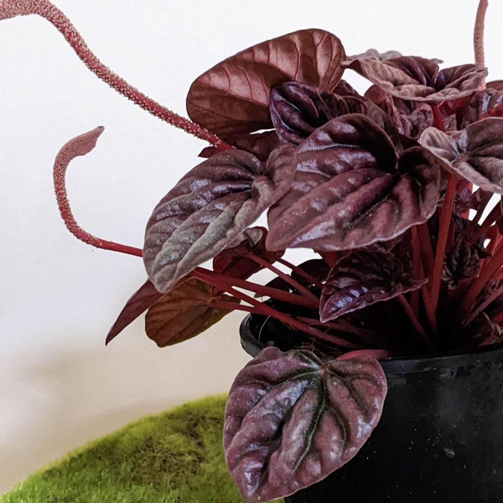 Peperomia caperata Ruby Ripple - 105mm – Cheeky Plant Co.