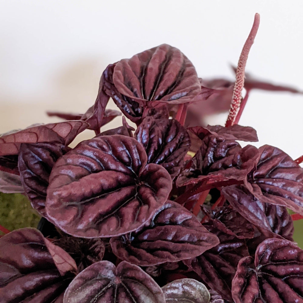 Peperomia caperata Ruby Ripple - 105mm – Cheeky Plant Co.