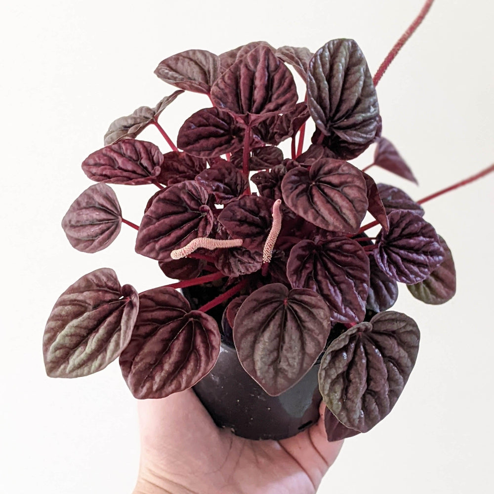 Peperomia caperata Ruby Ripple - 105mm – Cheeky Plant Co.