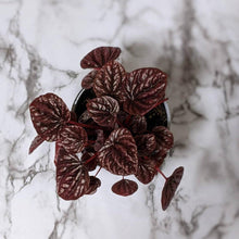 Load image into Gallery viewer, Peperomia caperata Ruby Ripple - 105mm

