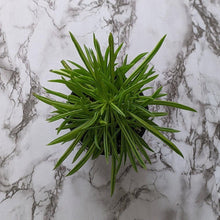 Load image into Gallery viewer, Peperomia ferryrae Happy Bean - 105mm
